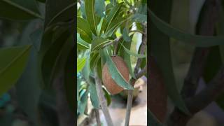 Chiku Fruit in rooftop garden #shorts#youtubeshorts