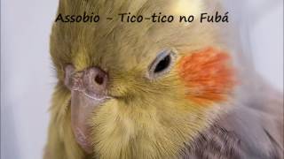 Assobio para calopsitas - Tico tico no Fubá