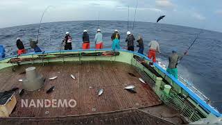 🇯🇵So great ‼️the attack of skipjack tuna in the seas of Japan is overwhelming 🎣 pole and line