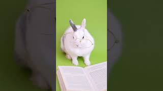 How can a rabbit read?