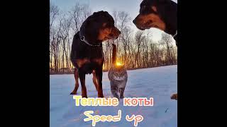 Теплые коты Speed up