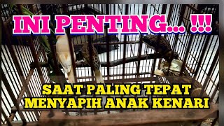 MENYAPIH ANAK ANAK KENARI