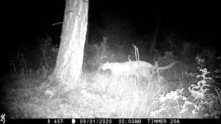 Cougar with two tiny babies.