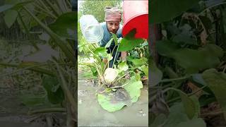 মাগুর মাছ ধরার কৌশলে #fishing #amazingfisher #amazingfish #video #fish #satisfying