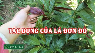 Tác dụng của lá đơn đỏ và mua lá đơn đỏ ở đâu