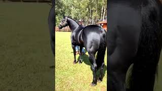 É Raça que vocês falaram! #agro #agronegocio #horse #horses #aras #brasil #short #youtube #shortes