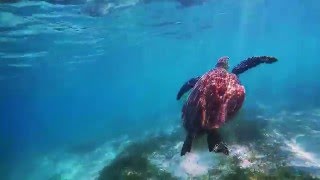 Swimming with Sea Turtle at New Caledonia