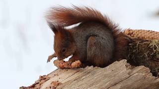 Paprastoji voverė-Sciurus vulgaris-video canon eso 600 D