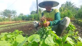 kesibukan warga transmigrasi di kebunnya