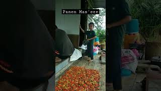 Panen Cabe