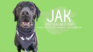 Dog Training Spokane: Jak's AMAZING Off Leash VK9 Board & Train