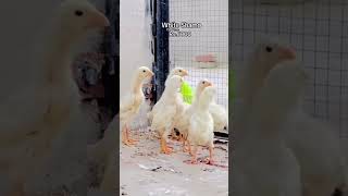 White shame #tranding #pitbull #1millanviwes #dogbreed #viralvideo #hens #sadsong #horse #sadmusic