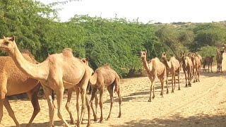 Desert life in Rajasthan | Walking towards tube well |