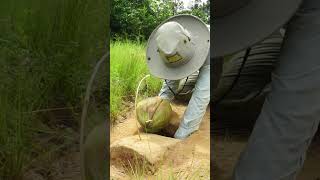 Build Underground Hole Bird Trap Using Coconut - Deep Hole Quail Trap