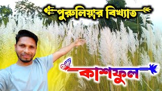 পুরুলিয়ার বিখ্যাত কাশফুল , পুরুলিয়া মানেই কাশফুল, মনে পূজো পুজো ভাব।Purulia Kash Full 2024,