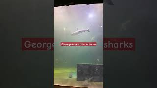 Georgeous white shark #shark #shorts