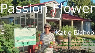 Passion Flower - Planting with Katie Bishop