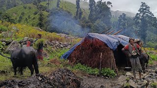 Beautiful And Relaxing Nepali Mountain Shepherd Life in Rainy Day | Organic Shepherd Food Cooking |