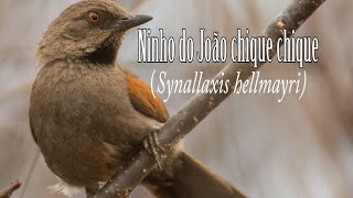 Ninho de João chique chique (Synallaxis hellmayri)