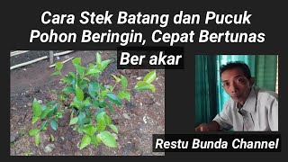 Cara Stek Batang dan Pucuk Pohon Beringin Cepat Bertunas Berakar #alamseru