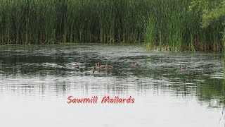 Mallards in Sawmill Creek Ponds