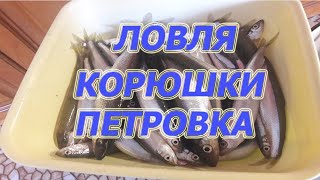 Ловля корюшки в устье Петровки Приморский край 2019