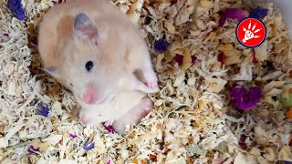 [ Day 13 ] Syrian Hamster Babies Growing Up  | Hamster Survival 🐹27