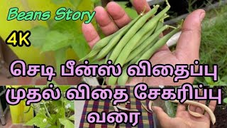 செடி பீன்ஸ் விதைப்பு முதல் விதை சேகரிப்பு வரை | தை பட்டம் பீன்ஸ் விளைச்சல் l Beans yield harvest