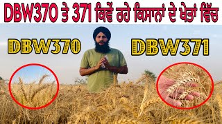 DBW 370 ਤੇ DBW 371 ਕਿਵੇਂ ਰਹੇ ਕਿਸਾਨਾਂ ਦੇ ਖੇਤਾਂ ਵਿੱਚ New wheat variety DBW