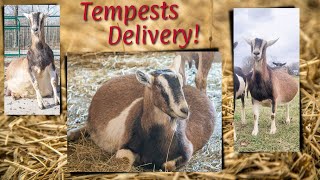 Tempests Delivery!