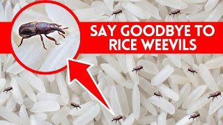 How to Get Rid of Rice Weevils - Super Effective Solutions