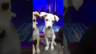 எங்க அப்பாவுக்கு நாங்க மூன்று பிள்ளைகள்😂😂😂🥳#petlover #funnyvideo #soori #dogs #trending