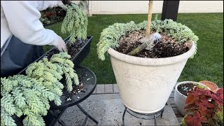 Digging up Caladium bulbs and bringing succulents in for winter