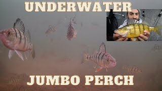 Catching JUMBO PERCH!!- awesome underwater EATS!!