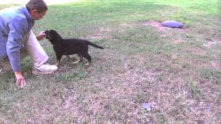 German Shepherd puppies for sale VomWeiland black collar with tug Oct 7, 2010.AVI