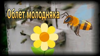 🐝Подсказка начинающим пчеловодам.🐝Усиленный облёт молодой пчелы после августовских холодов