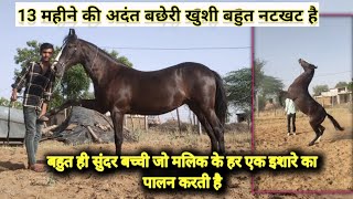 Milk teeth Fily Khushi | Indian Horse | Expert Tips: Training the Best Marwadi Horse