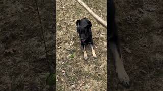 Leave It, Break, Will He Listen? 🐕#dog #shortvideo #shorts