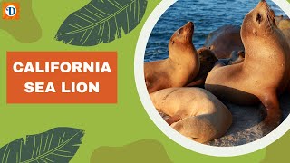 CALIFORNIA SEA LION