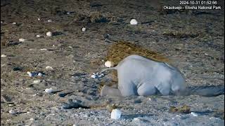 Elephant calf having a dust bath then playtime