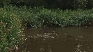 wildlife at Pentwyn lake