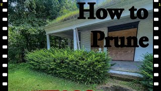 How to: Pruning shrubs with a RedMax CHTZ600