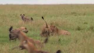 Lion and Hyena conflict.