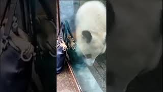 Панда Катюша и сумочка. Диндин и Катюша 🐼🥰