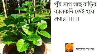 পুঁই সাগ গাছ বাড়ির ব্যালকনি তেই হবে এবার।।।।।।