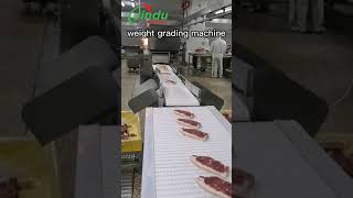 Meat Sorting Scale Equipment for Beef & Pork  #machine #gradingsystem