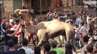 Dangerous Camel Qurbani By Kabir Mansoori & Team 2022