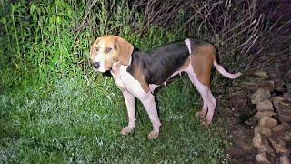 Friendly Homeless Mom Dog Shows Up After the Storm