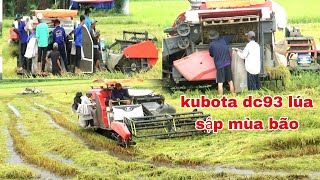 XEM MÁY CẮT LÚA KUBOTA DC93 CẮT LÚA SẬP NẰM NƯỚC MÙA BÃO