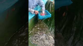 Mastering Tilapia Egg Collection: Expert Tips and Techniques